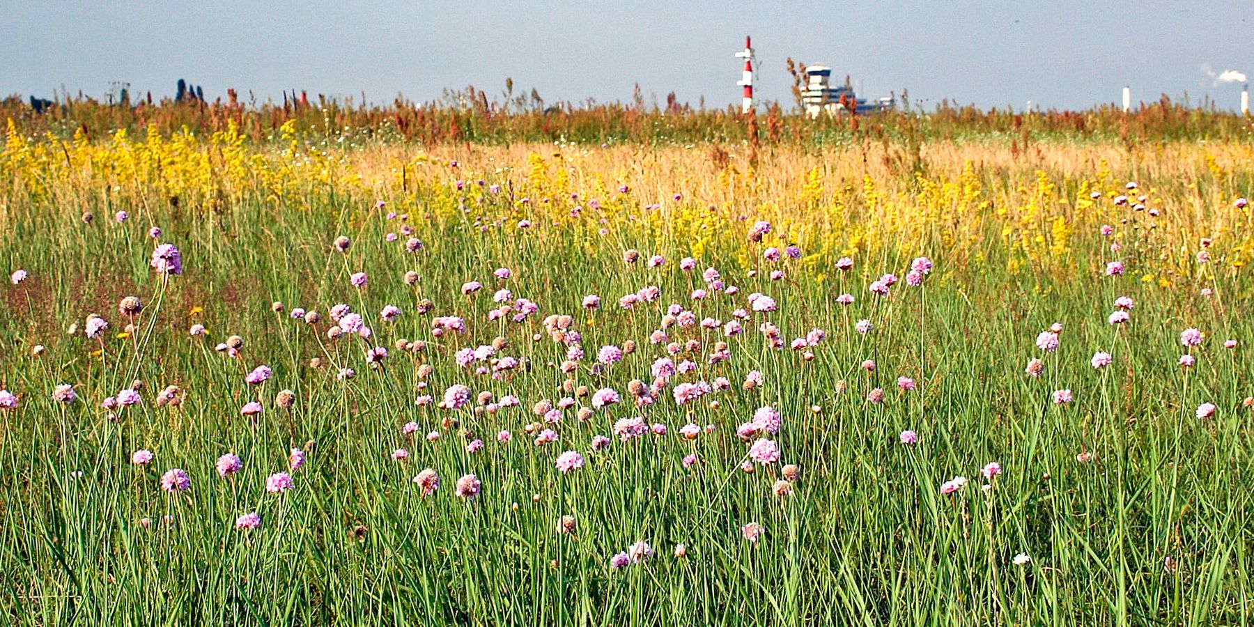 Ein Blick über die Heidenelken-Grasflur auf der Tegeler Stadtheide. Die kleinen hell-lila Blüten der krautigen Nelkengewächse heben sich im Vordergrund vom umgebenden Grün ab. Dahinter wuchern gelb und rotbraun-blühende Pflanzen und Gräser mit teppichartigem Wuchs. Die weitläufige Freifläche des früheren Flughafens füllt mehr als Dreiviertel des Bildes aus. Im Hintergrund ein schmaler Streifen Himmel. Neben dem Flughafengebäude ragt verschwommen ein rot-weiß gestreifter Turm in die Höhe.