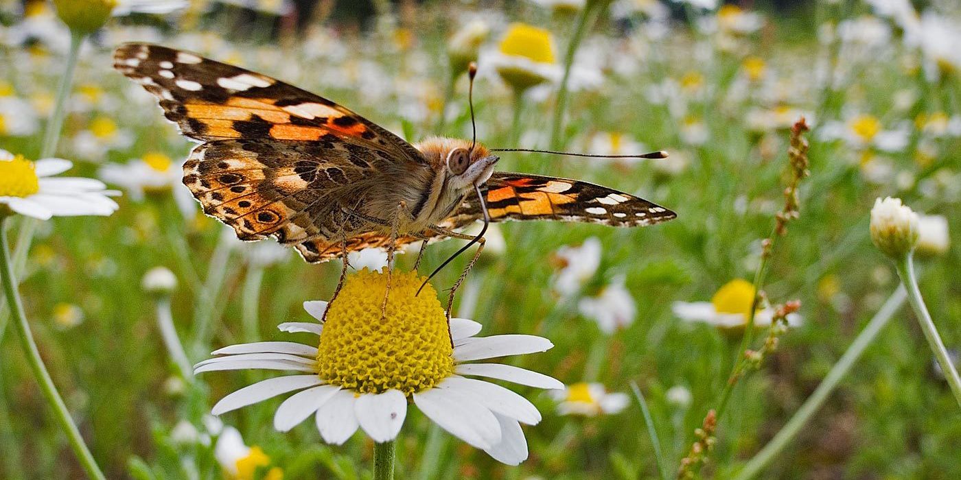 Der farbenprächtige Schmetterling sitzt auf der Blüte einer wilden Kamille. Sein langer Rüssel steckt in dem gelben Blütenkörbchen, das von weißen Hüllblättern gerahmt wird. Die Flügel des Falters sind an den Spitzen schwarz-braun und weisen verschieden große weiße Flecken auf, der Rest ist leuchtend orange gefärbt und wird von einem schwarz-braunem Muster geziert. An Bauch und Rücken ist der Diestelfalter hellbraun. Weitere Kamillenblüten verlieren sich unscharf im Hintergrund.