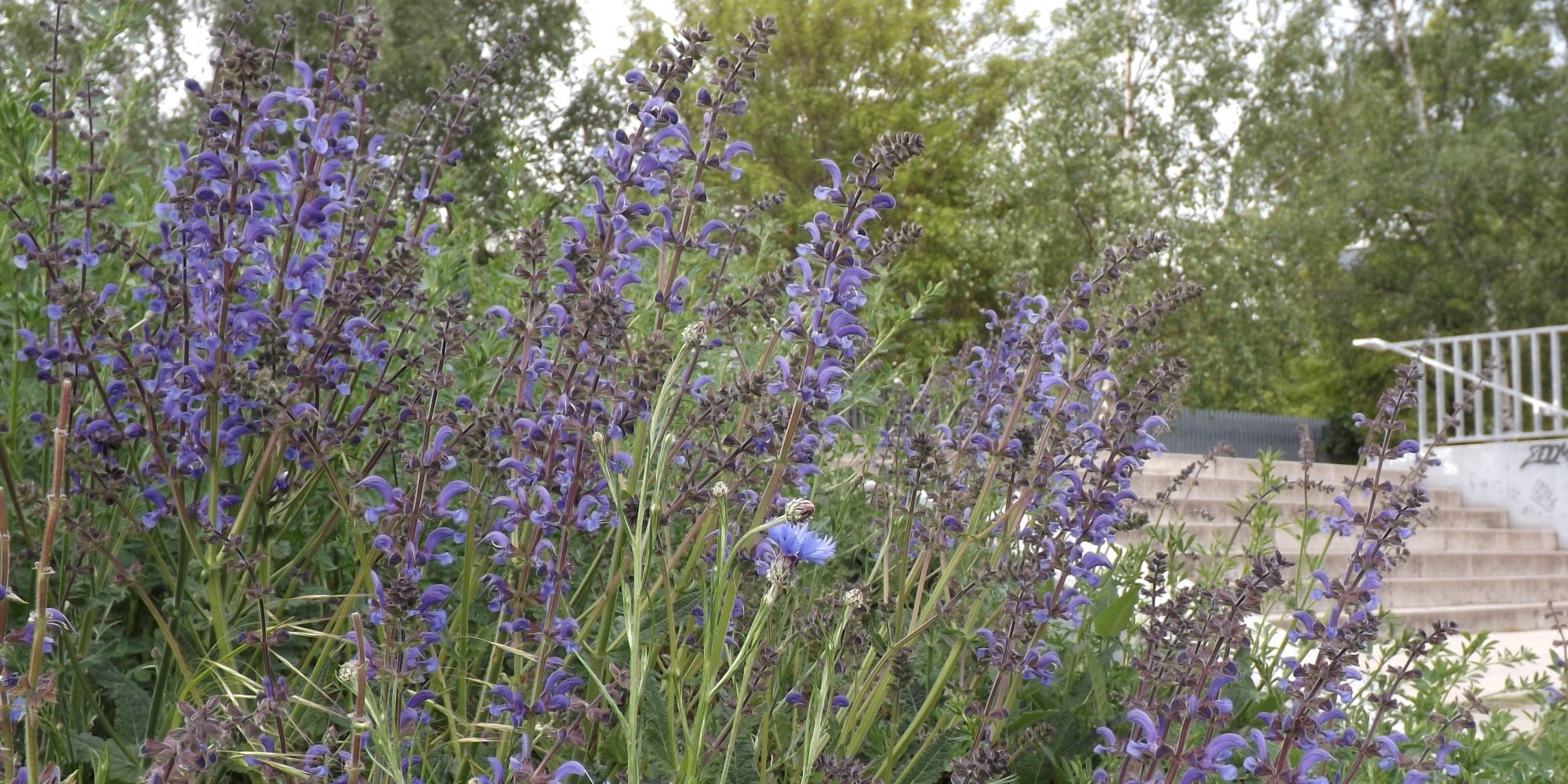 Wiesensalbei ist Teil des Blühstreifens am Eingang zum Park am Nordbahnhof. Die aufrechten, blütenreichen Stängel stehen dicht an dicht und neigen sich leicht nach rechts. Mit ihren blauen Blütenblättern, die in ihrer Form an Ober- und Unterlippe erinnern, gehören die krautigen Pflanzen zur Familie der Lippenblütler. Am rechten Bildrand führt eine breite Treppe nach oben in die Grünanlage, die einige Meter über dem Straßenniveau liegt.