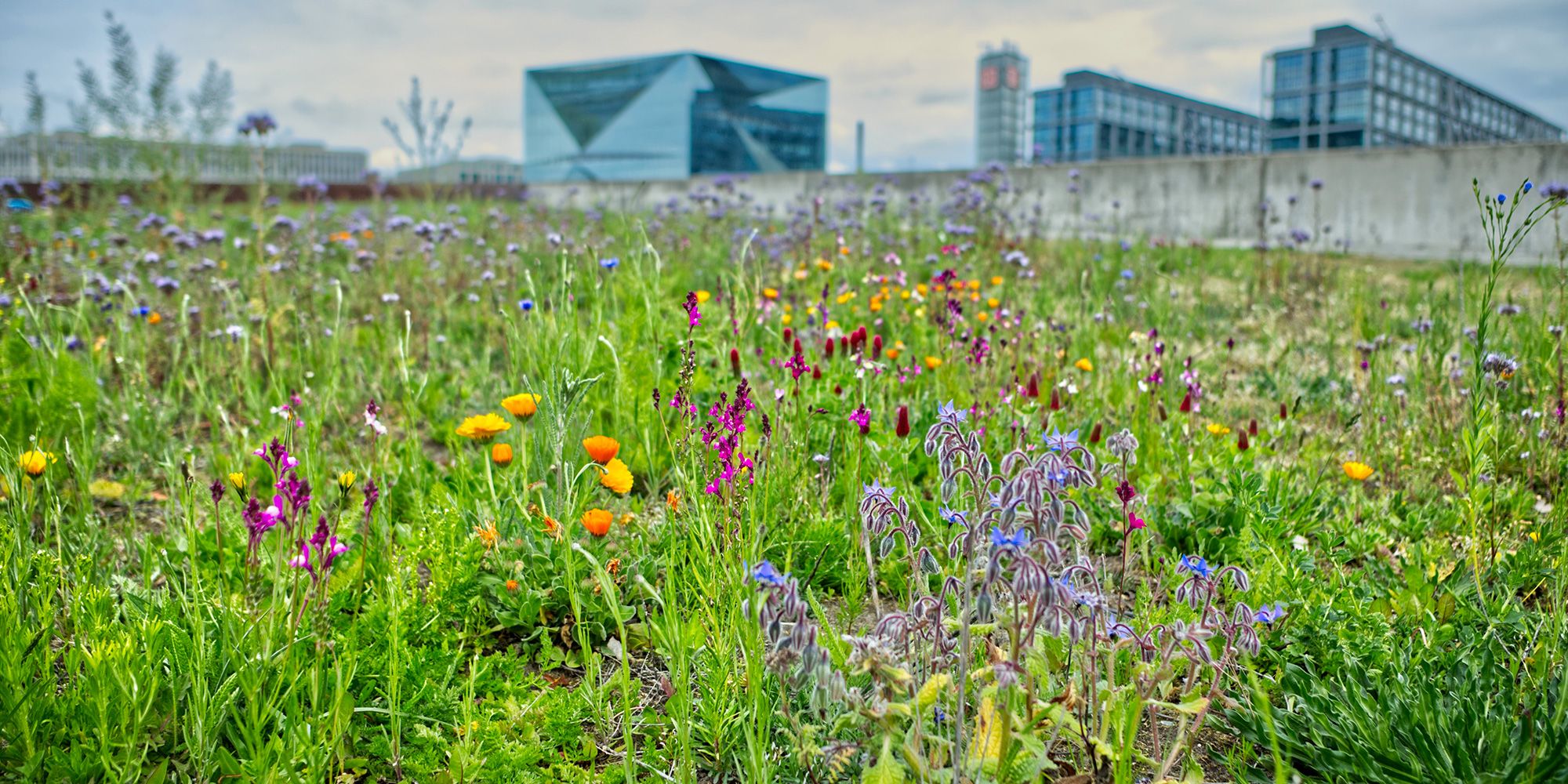 Eine üppig grüne Wildblumenwiese erstreckt sich auf einem großen Areal, das von einer grauen Mauer begrenzt wird. Unscharf im Hintergrund ragen das Futurium und die Zwillingsbauten des Berliner Hauptbahnhofs in den bewölkten Himmel. Mittig im Vordergrund blühen die sternförmigen blauen Blüten einer Borretsch-pflanze. Links daneben leuchten gelb und orangefarbene Ringelblumen zwischen lilafarbenen Blüten. Weiter hinten sind blaue Kornblumen erkennbar.
