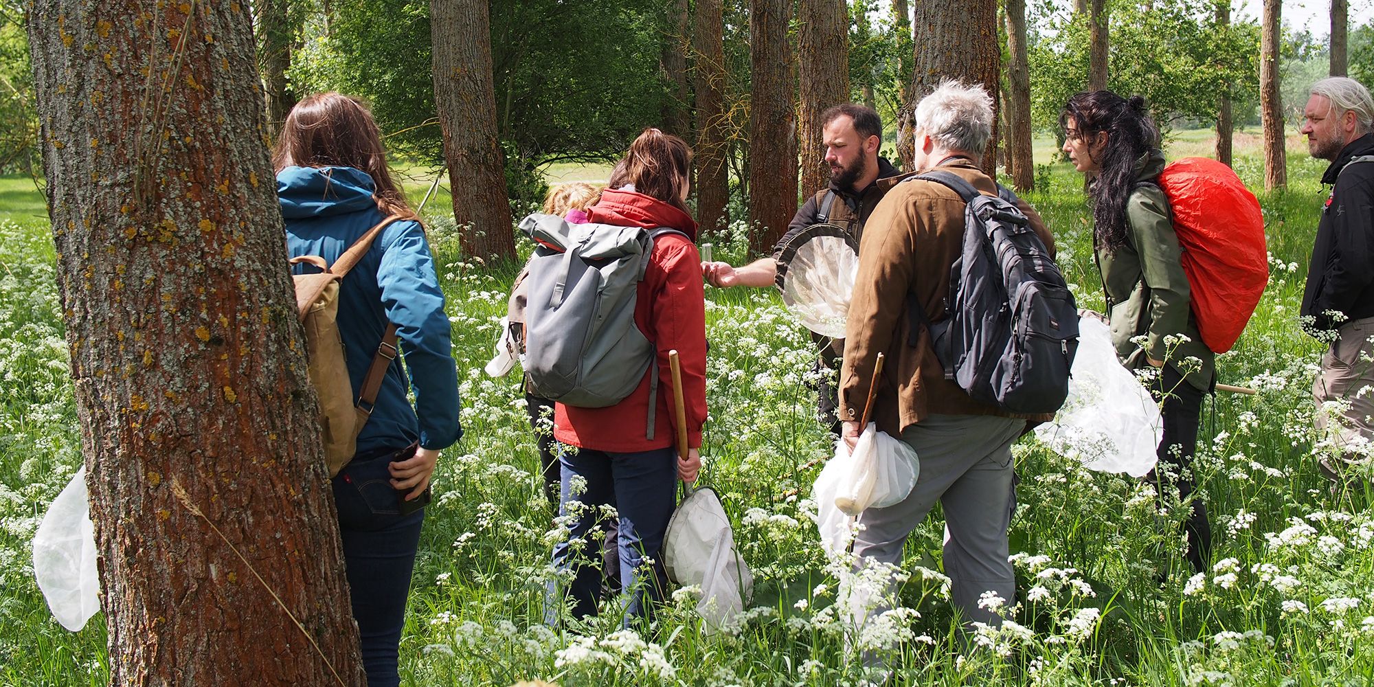Eine sieben-köpfige Gruppe steht in einem lichten Waldstück mit hohen Bäumen und dichtem, weiß blühendem Wildwuchs. Die Teilnehmenden der Wildbienenexkursion tragen wetterfeste Kleidung und Rucksäcke und halten Insektennetze in der Hand. Der Exkursionsleiter zeigt den umstehenden Teilnehmenden etwas in einem Glasröhrchen, vermutlich ein Insekt.