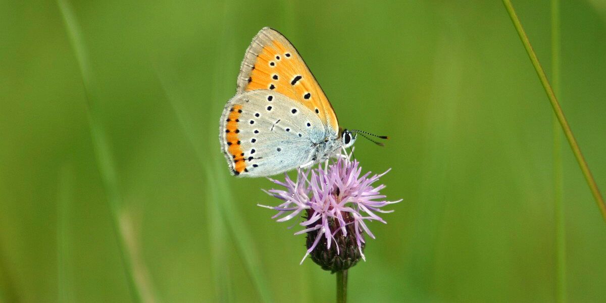 Vor verschwommenem grünem Hintergrund sitzt ein Großer Feuerfalter auf einer Blüte. Die weiß und blass-orange gefärbten Flügel des Schmetterlings sind aufgestellt und haben ein unregelmäßiges schwarzes Punktmuster. Der Falter saugt an der feinen hellvioletten Körbchenblüte einer Flockenblume.