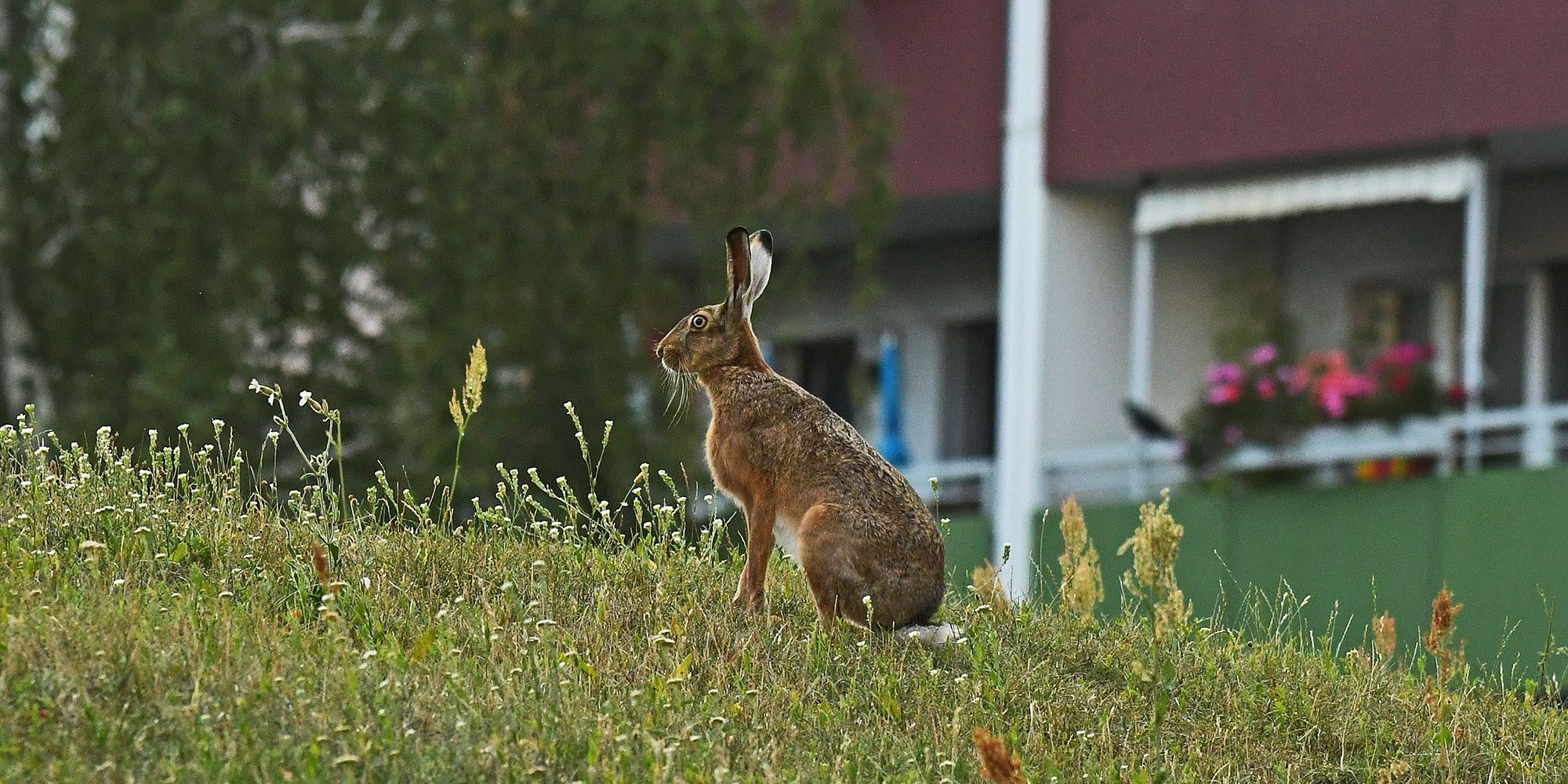 Auf einer ansteigenden Wildwiese sitzt ein Feldhase mit aufgestellten Ohren. Er hat braunes Fell, sein Bauch und der Schwanz sind weiß. Hinter ihm unscharf die Balkone eines Plattenbaus, auf einem blühen rosa Blumen. Vor dem Haus steht eine Trauerweide mit herabhängenden grünen Zweigen.