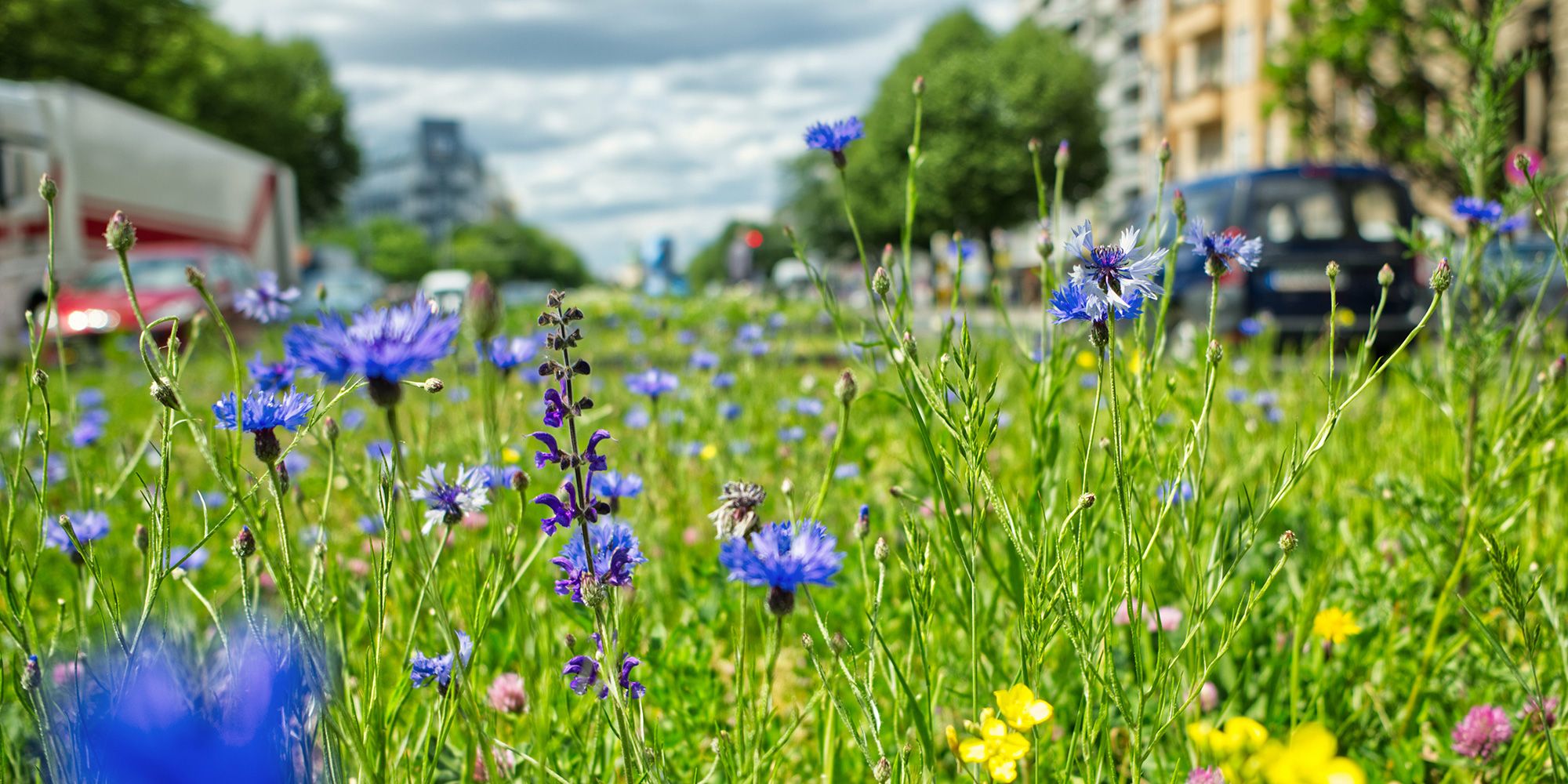 Die Nahaufnahme zeigt leuchtend blaue Kornblumen, rosa blühenden Rotklee und kleine gelbe Blüten auf einem grasbewachsenen Mittelstreifen im Sonnenschein. Die Fahrbahnen links und rechts sind unscharf. Autos fahren an Wohnhäusern vorbei.