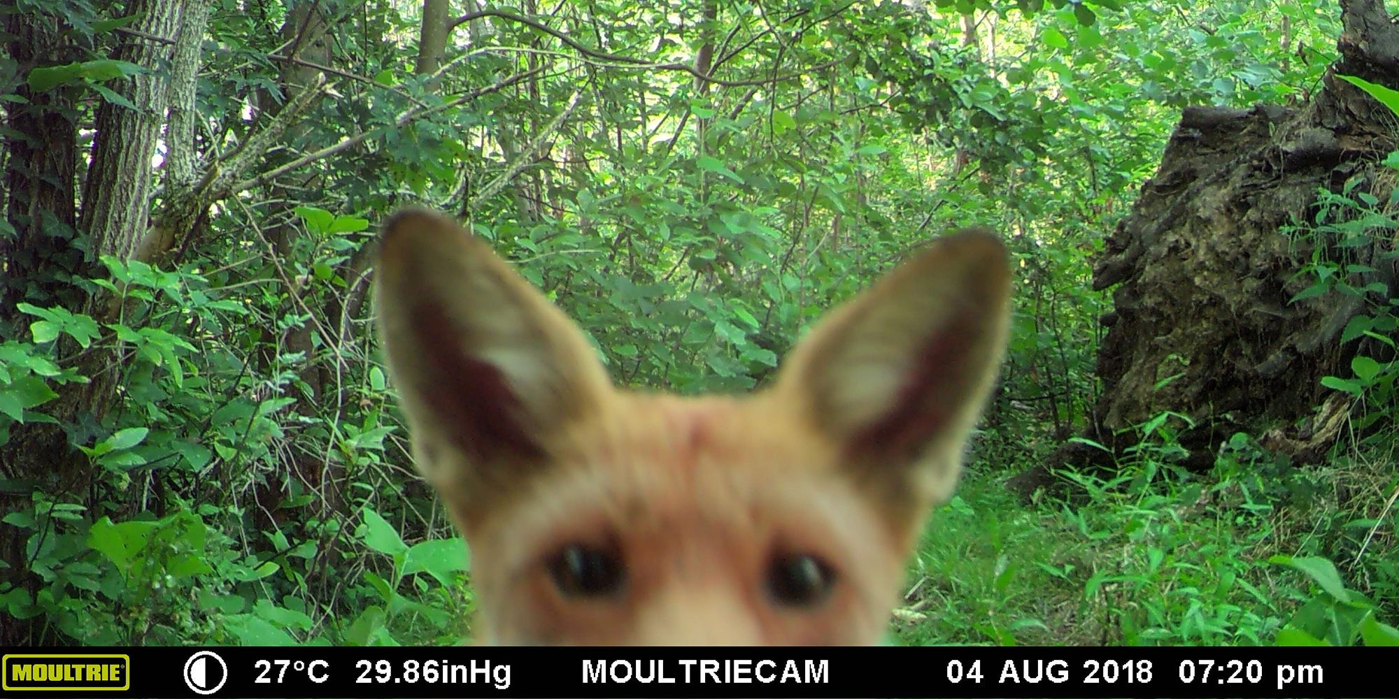 Unscharf im Vordergrund ragt der Kopf eines jungen Rotfuchses ins Bild. Er schaut direkt in eine Wildtierkamera. Er hat spitze aufrecht stehende Ohren und große dunkle Augen. Am unteren Bildrand steht: 4. August 2018, sieben Uhr zwanzig. Hinter dem Tier dichtes üppig grünes Unterholz. Bäume stehen dicht an dicht, rechts liegt die riesige Wurzel eines umgestürzten Baumstammes.