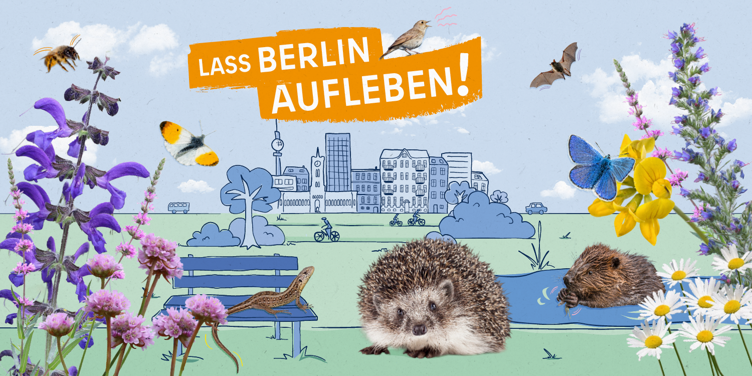 Titelbild: Lass Berlin aufleben. Beschreibung: Die Grafik „Lass Berlin aufleben!“ zeigt vor der gezeichneten Stadt eine Grünfläche. Fotos von Pflanzen säumen das Bild: links: Wiesensalbei, Grasnelke und Blutweiderich. Darüber fliegen eine Rote Mauerbiene und ein Aurora Falter. Rechts: sitzt ein Hauhechel-Bläuling auf einer gelben Blüte des Hornklees, daneben Wiesen-Margeriten, Natternkopf und der Blutweiderich. Am blauen Himmel eine Zwergfledermaus, eine Nachtigall singt. Zwischen den Pflanzen: eine Zauneidechse, ein Igel und ein Biber.