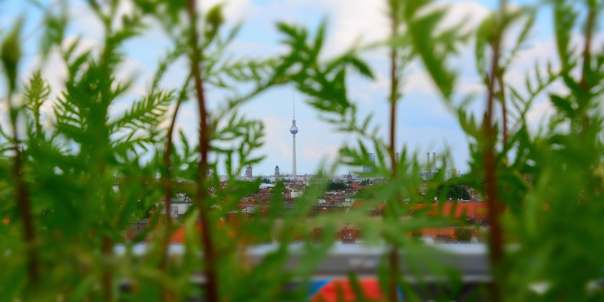 Ein erhöhter Blick zwischen grün belaubten Zweigen hindurch auf das Häusermeer Berlins. Die roten Dächer erstrecken sich endlos bis zum Horizont. In der Ferne ragt der Fernseh-turm in den blauen Himmel mit weißen Wolken. Links daneben sind die Umrisse weiterer Tür-me erkennbar.
