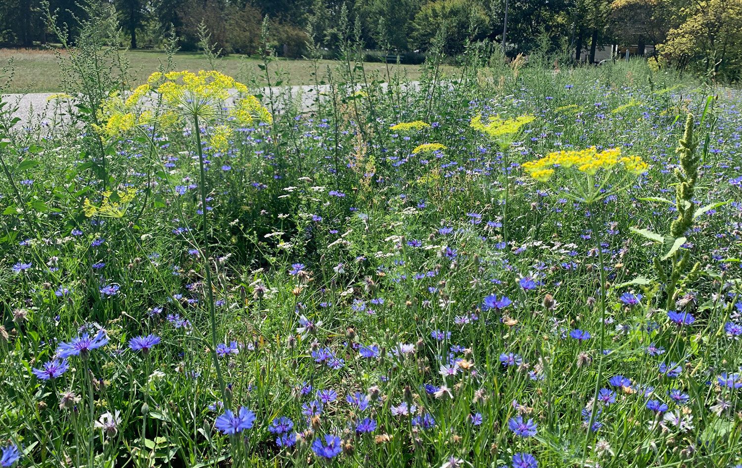Ein breiter Grünstreifen mit unzähligen verschiedenen blühenden Pflanzen säumt einen Parkweg. Leuchtend blaue Kornblumen und die langen Stängel gelber wilder Fenchelblüten ragen zwischen dicht wachsenden Wildgräsern auf. Im Hintergrund begrenzen üppig grüne Bäume und Büsche eine Wiese.