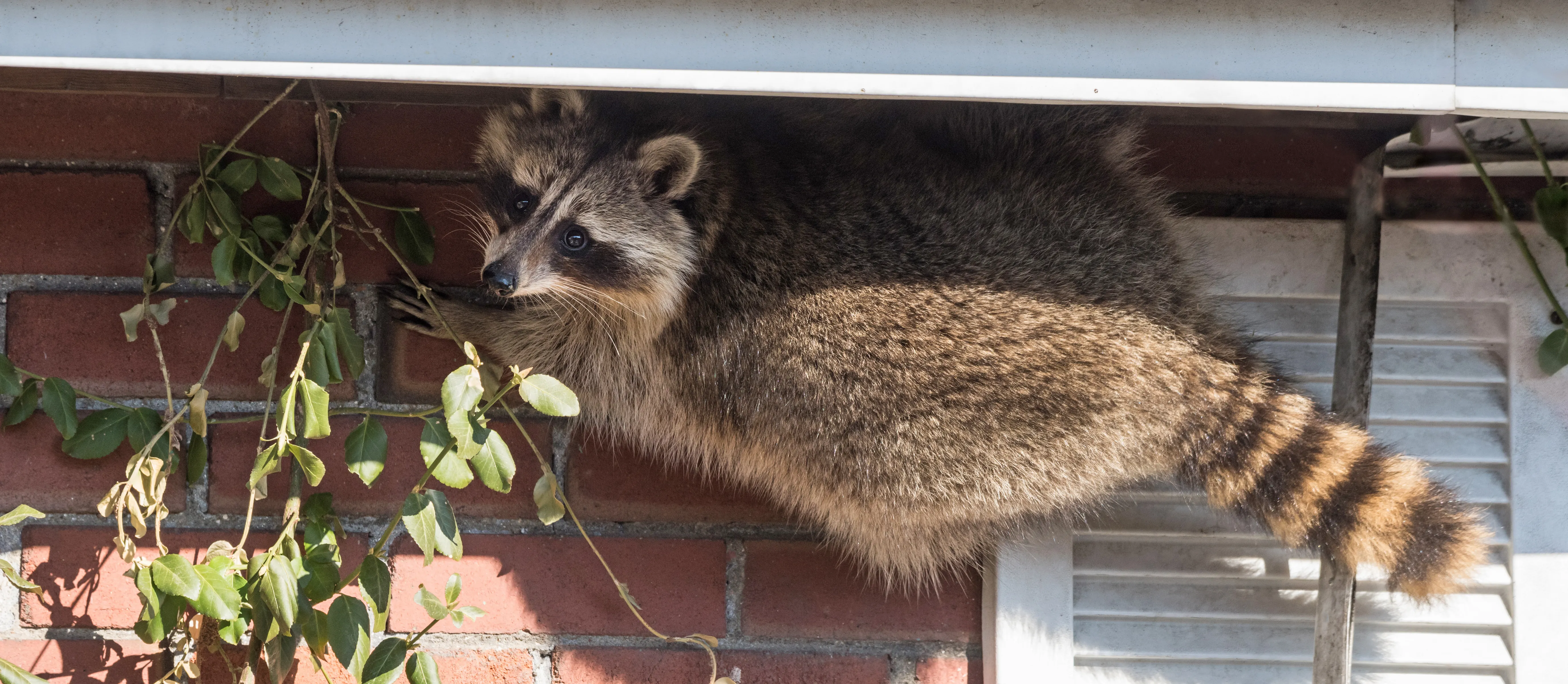 Waschbär an der Hauswand