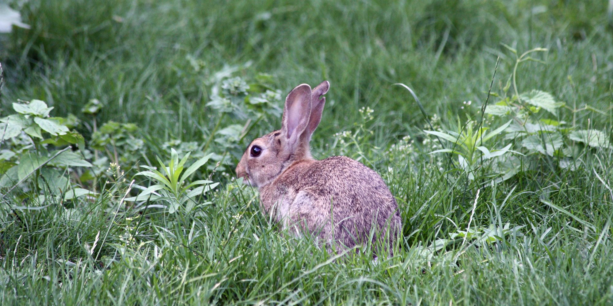 Wildkaninchen