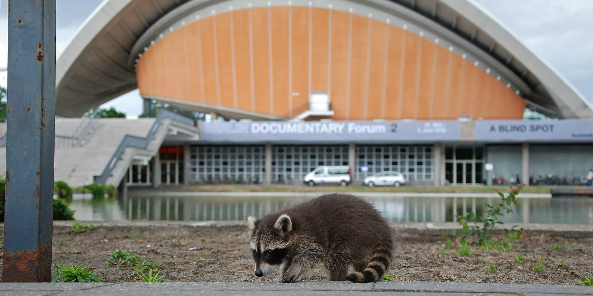 Waschbär vor dem Haus der Kulturen der Welt