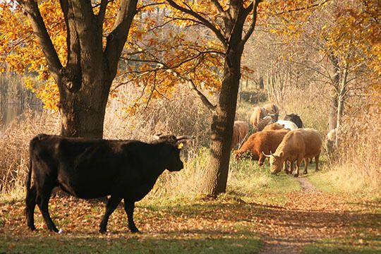 Rinder im Gebiet des Barnims