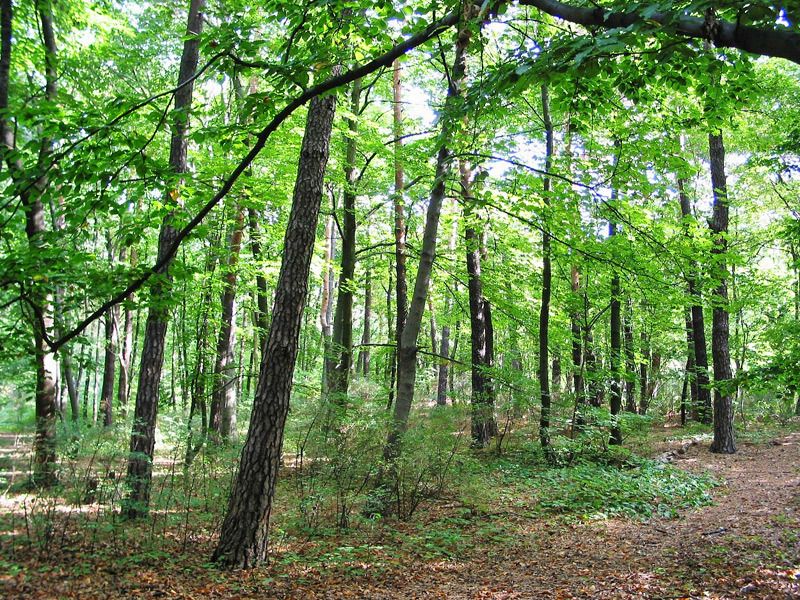 Wald