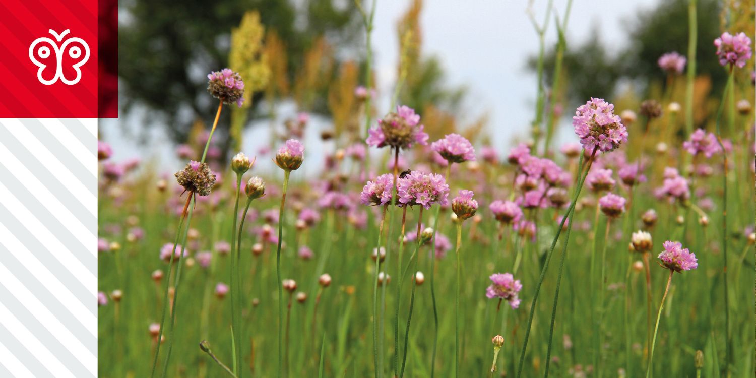 Wiese mit zahlreichen rosa Blüten und grünem Gras.