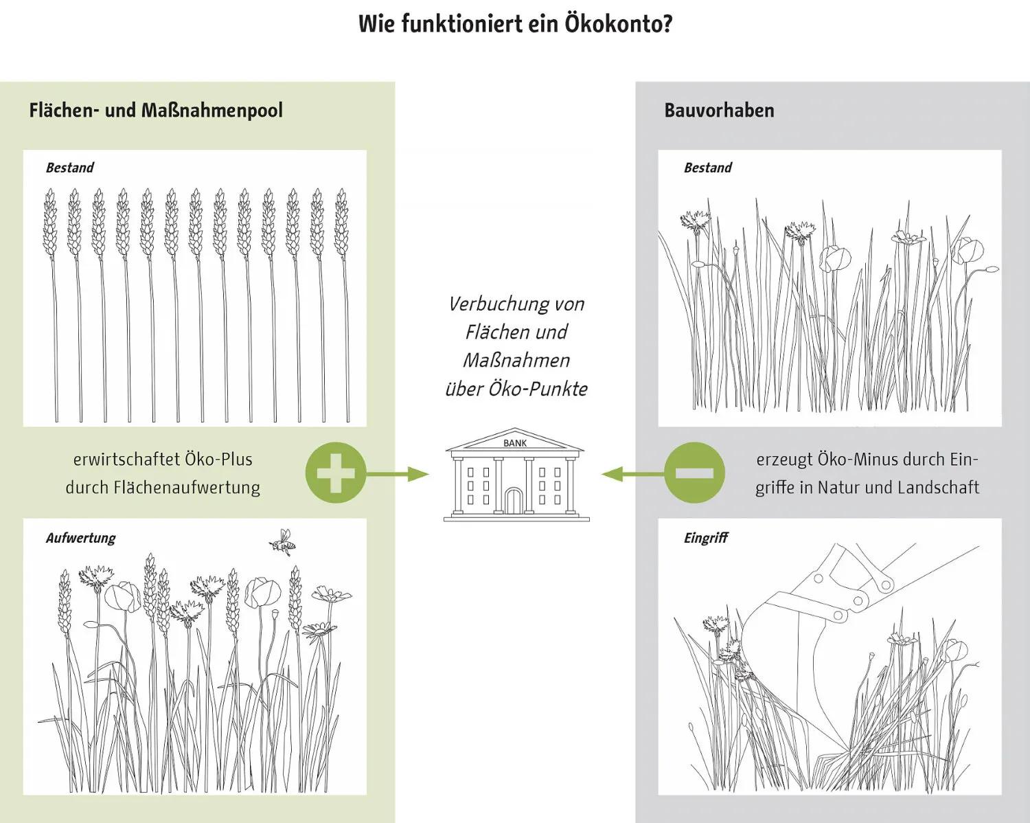 Wie funktioniert ein Ökokonto? Verbuchung von Flächen und Maßnahmen überÖko-Punkte. Öko-Plus durch Aufwertung von Flächen (z.B. durch artenreiche Wiesen statt Monokultur). Oko-Minus durch Eingriffe in Natur und Landschaft (z.B. durch Bauvorhaben)
