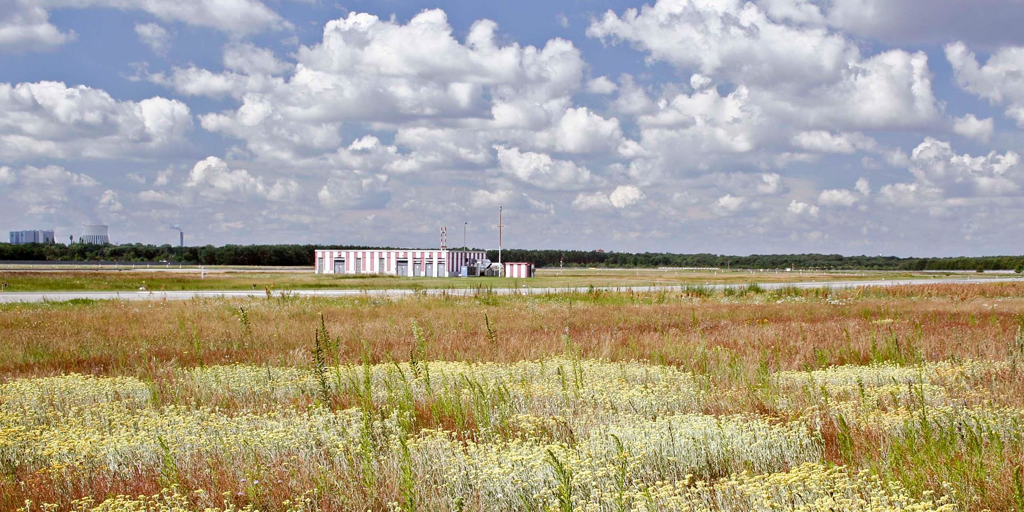 Trockenrasen mit Sandstrohblume (Bild: Bernd Machatzi)
