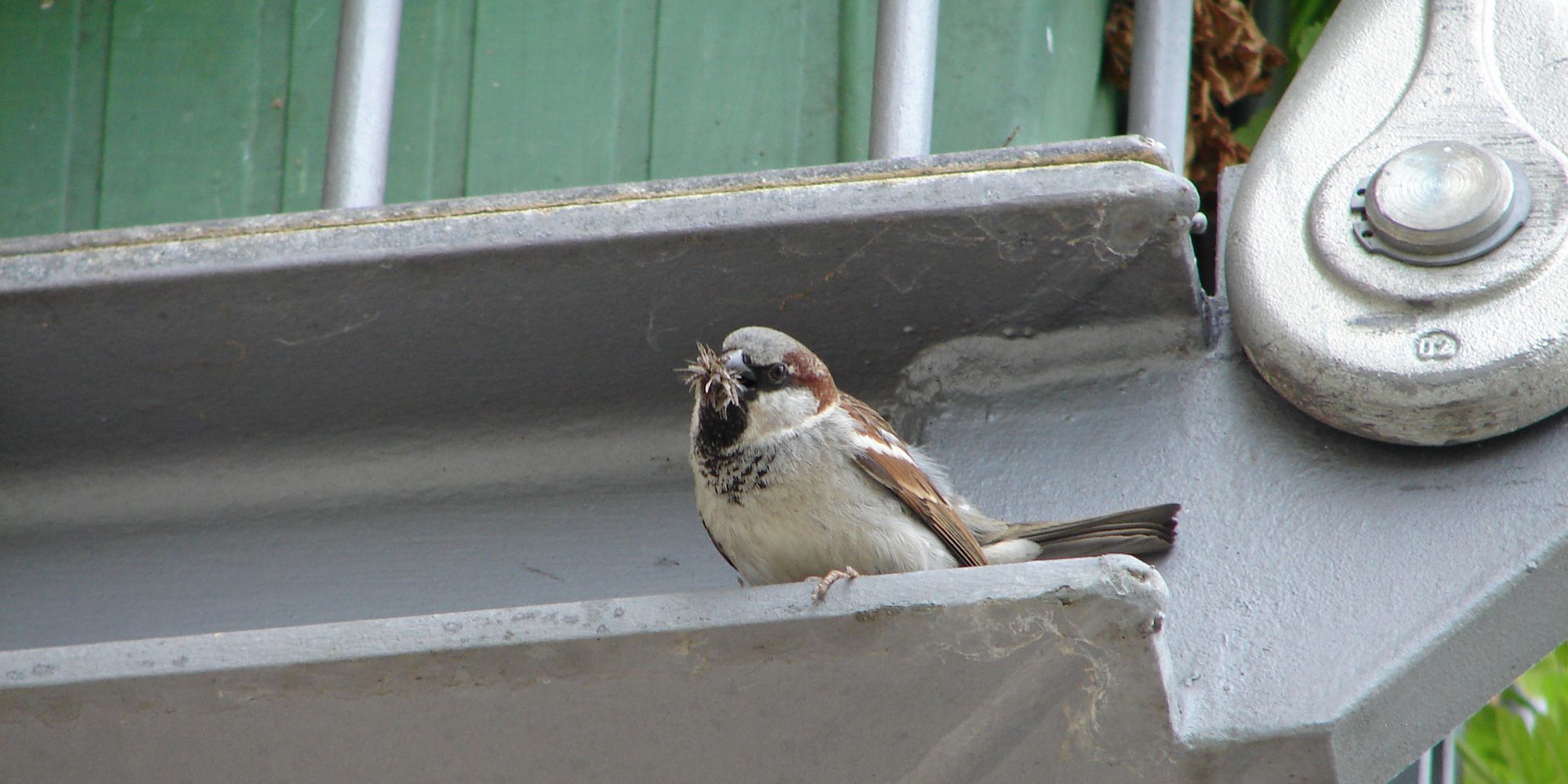 Haussperlings-Männchen (Passer domesticus) mit Nistmaterial