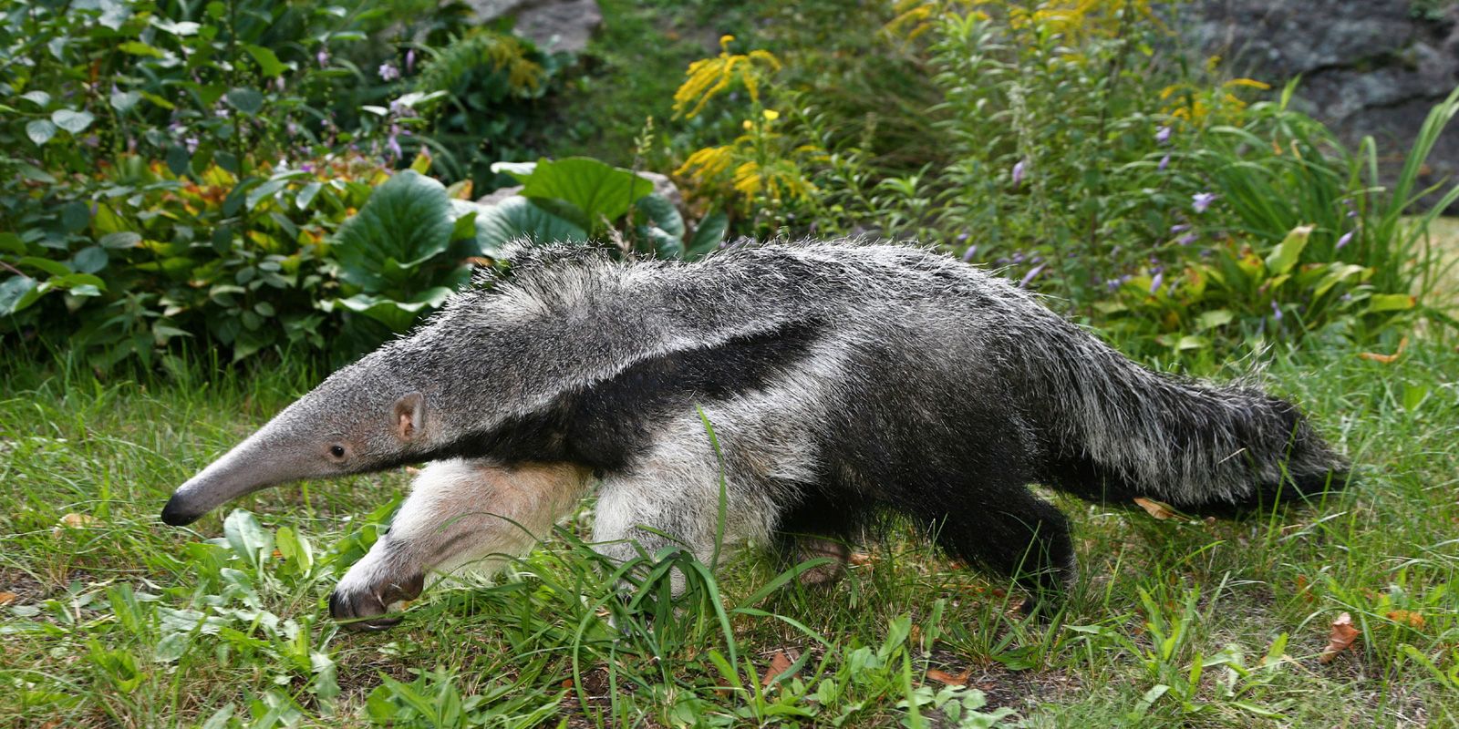 Ameisenbär im Zoo Berlin