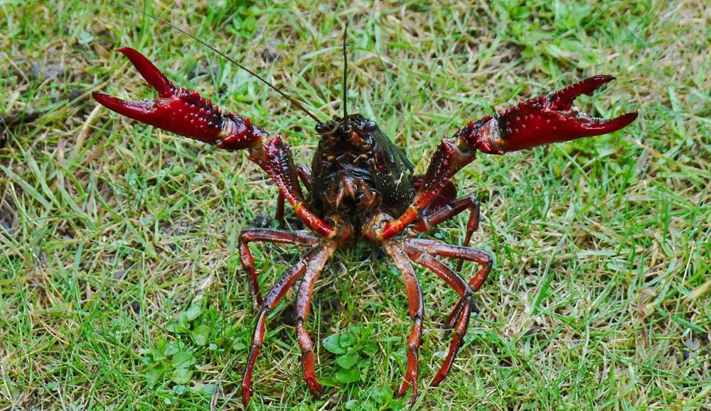 Amerikanischer Sumpfkrebs (Procambarus clarkii). Der aus Nordamerika stammende Rote Amerikanische Sumpfkrebs wurde Mitte des 20. Jh. in Europa eingeschleppt. Die Art ist Träger der für einheimische Krebsarten tödlichen Krebspest. (Bild: Christina Meier)