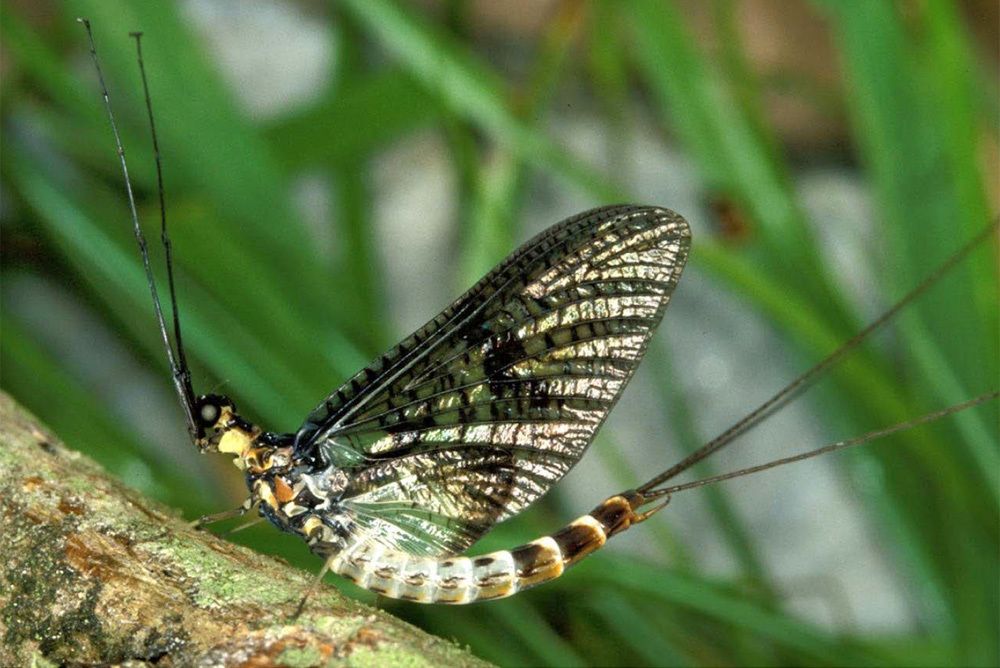 Imago von Ephemera danica