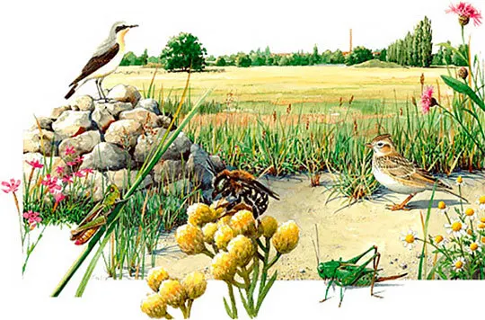 Illustration Artenliste