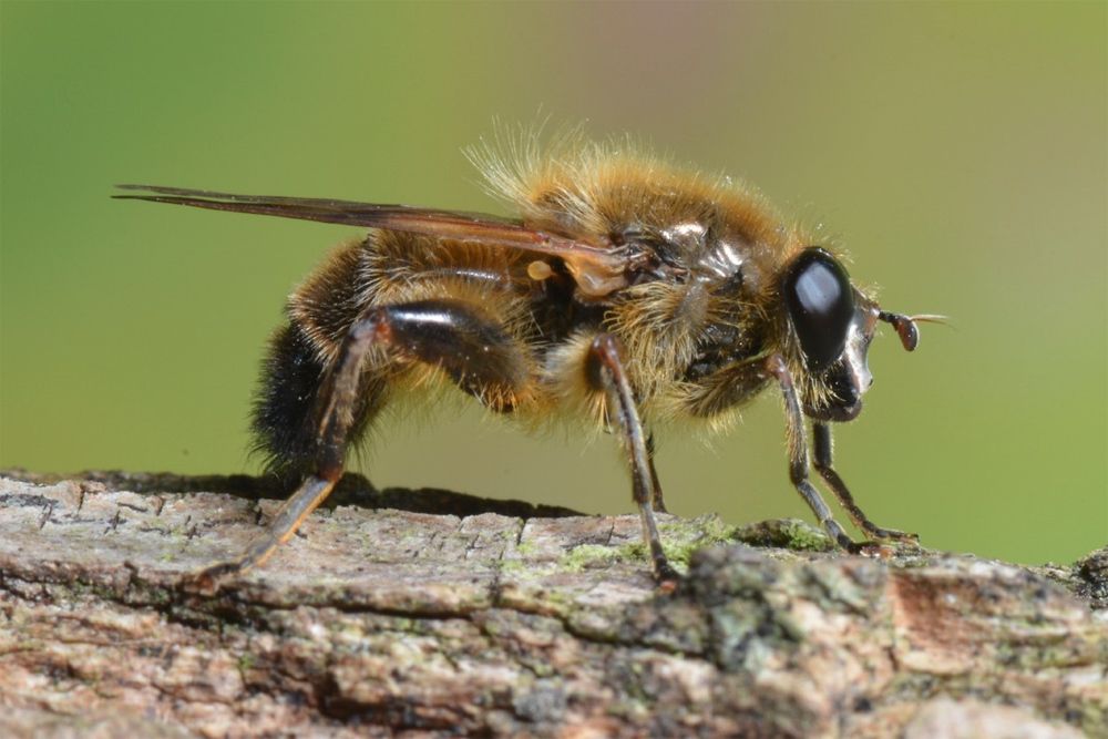 Männchen von Brachypalpus valgus