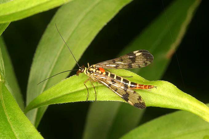 Panorpa vulgaris