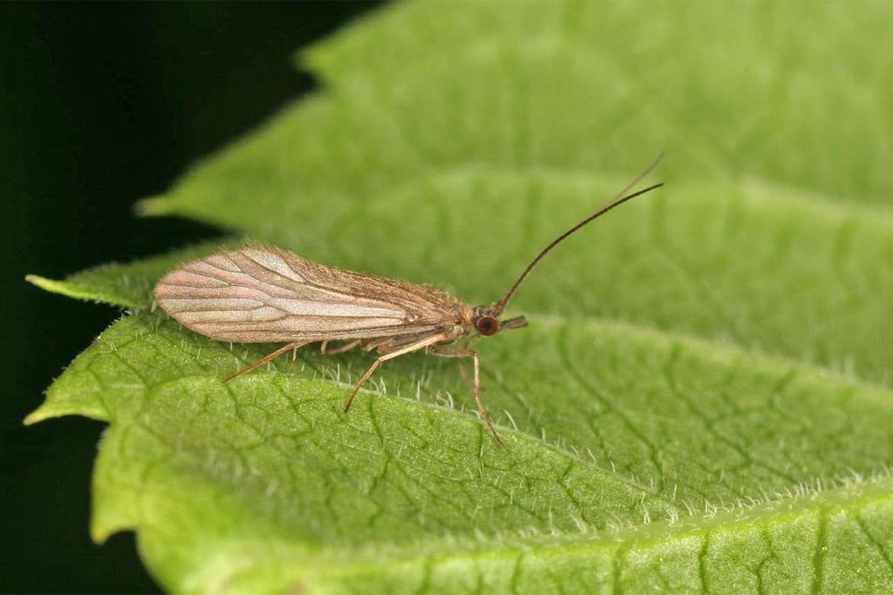 Tinodes waeneri