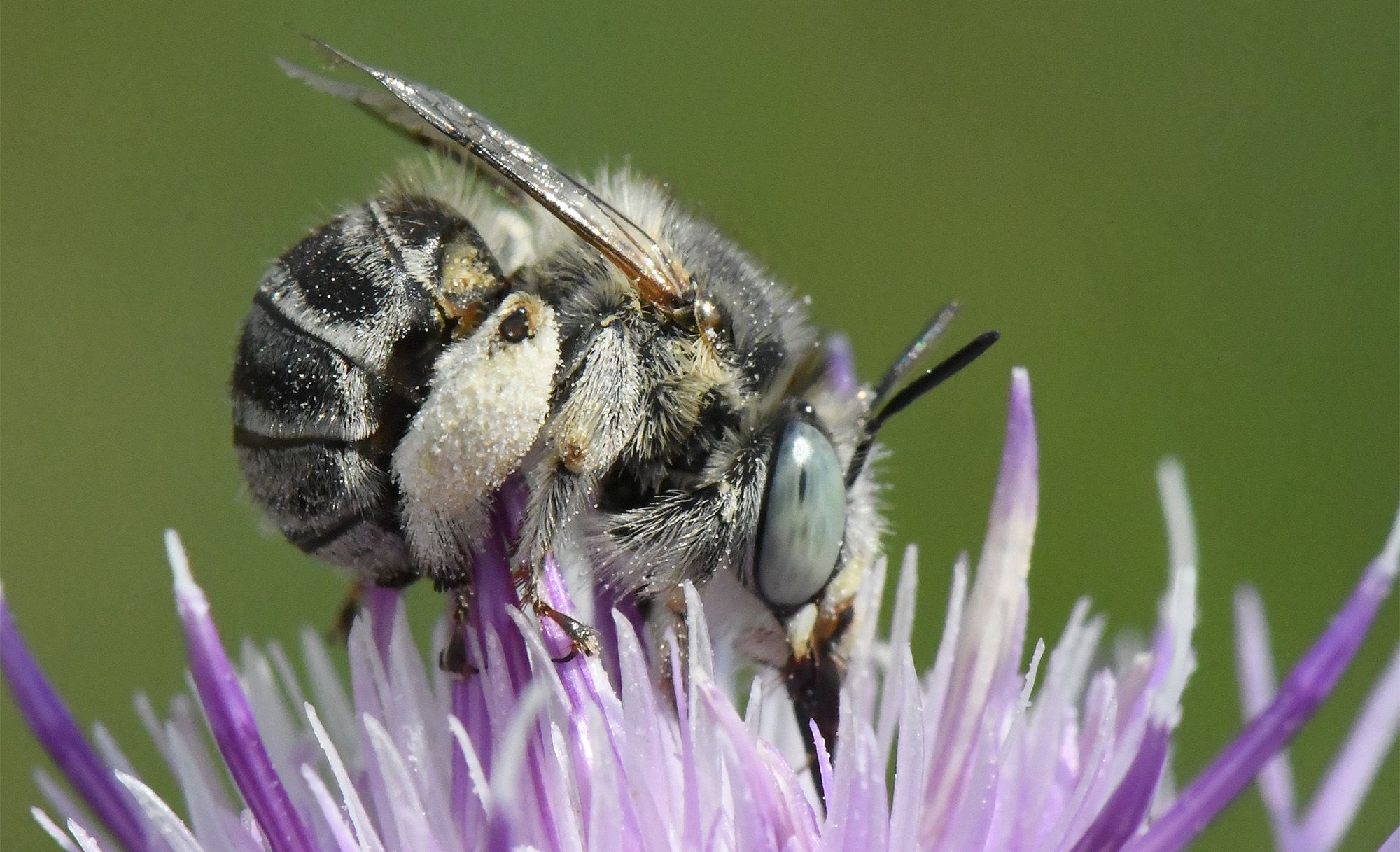 Weibchen der Dünen-Pelzbiene Anthophora bimaculata, eine in Berlin gefährdete Art. (Bild: Hannes Petrischak)