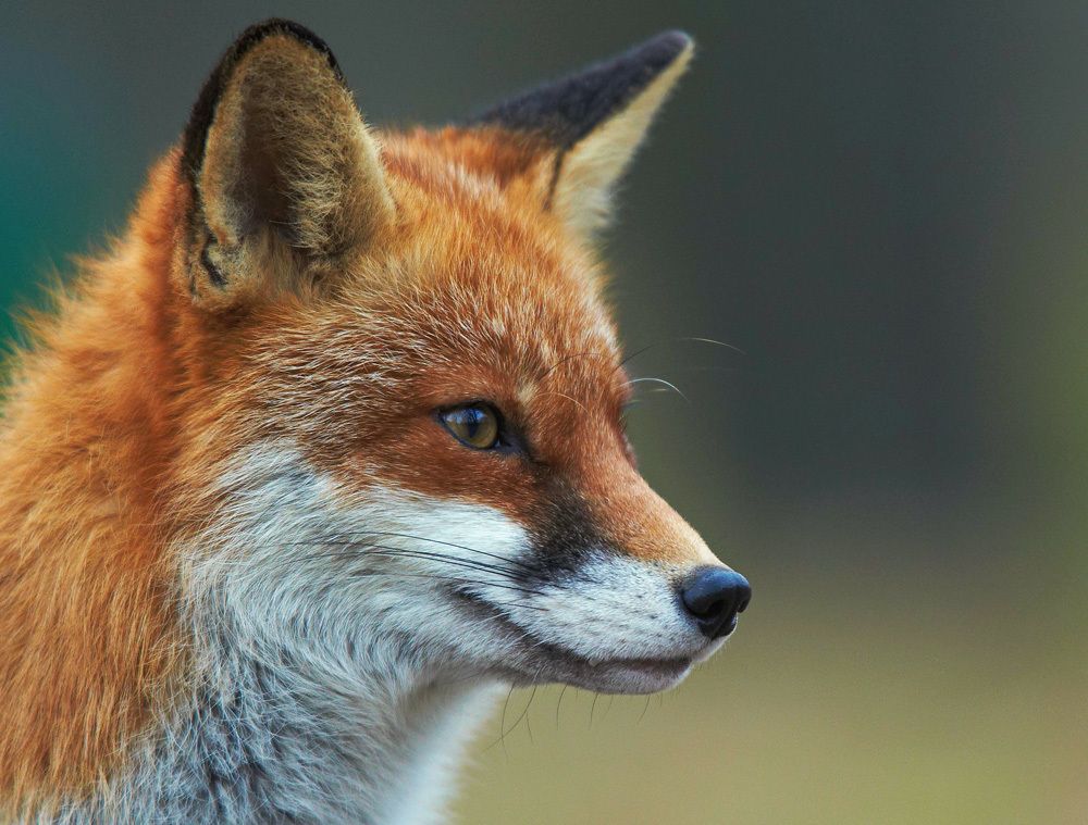 Der Rotfuchs ist sehr anpassungsfähig und besiedelt mittlerweile den gesamten innerstädtischen Siedlungsraum. (Bild: Josef Vorholt)