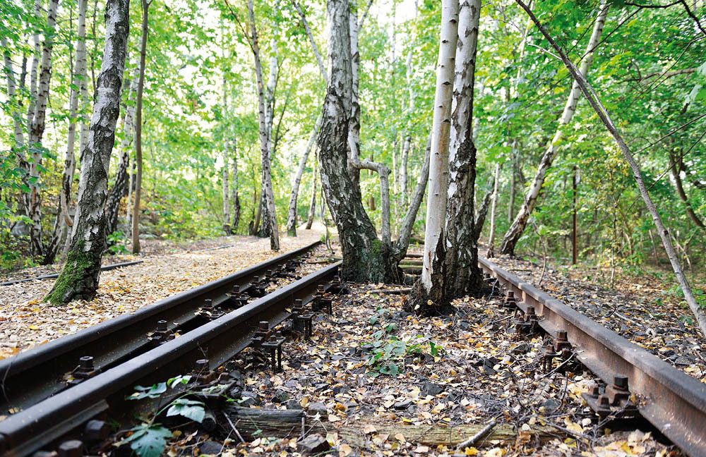 Birken in Gleisen (Bild: Holger Koppatsch)