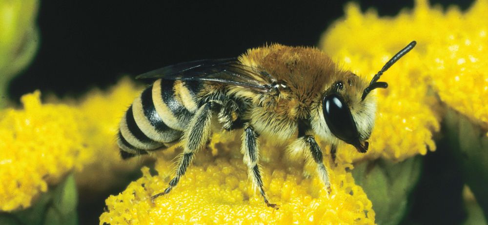 Seidenbiene (Bild: Paul Westrich)