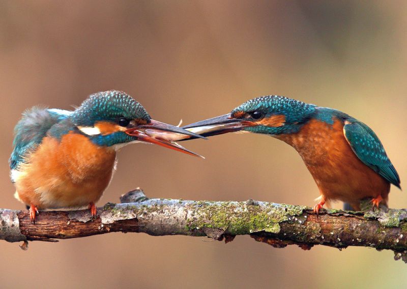Eisvogelpaar (Bild: Josef Vorholt)