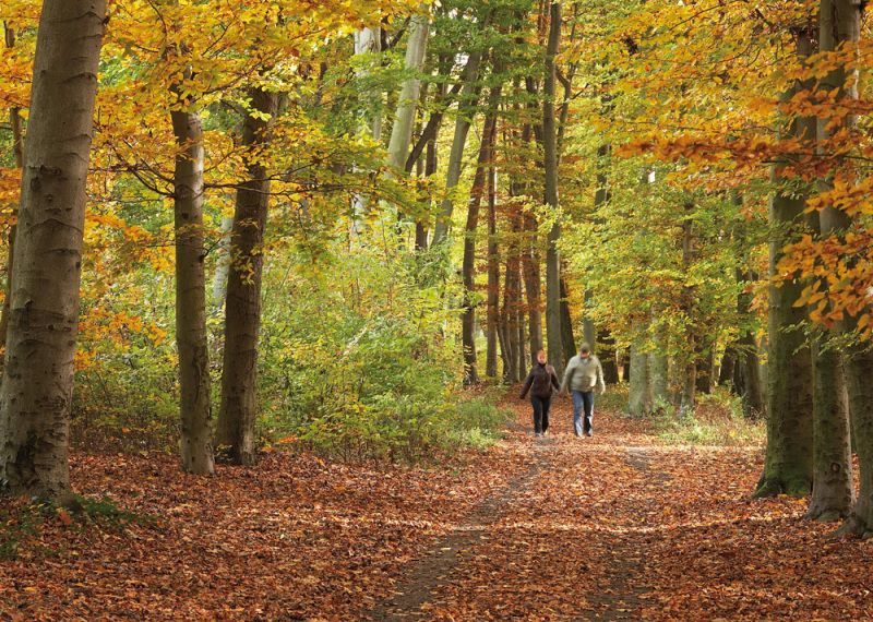 Spaziergang im herbstlichen Plänterwald (Bild: Josef Vorholt)