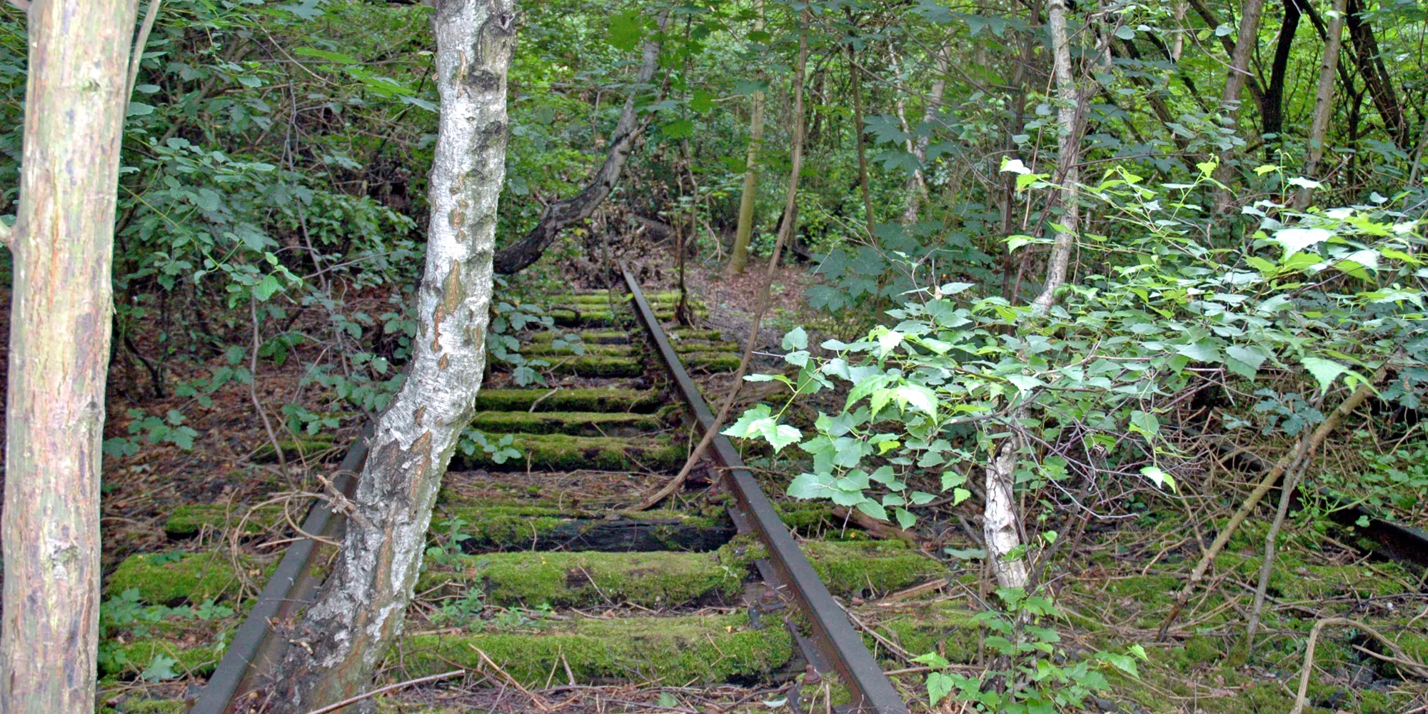 NSG Schöneberger Südgelände