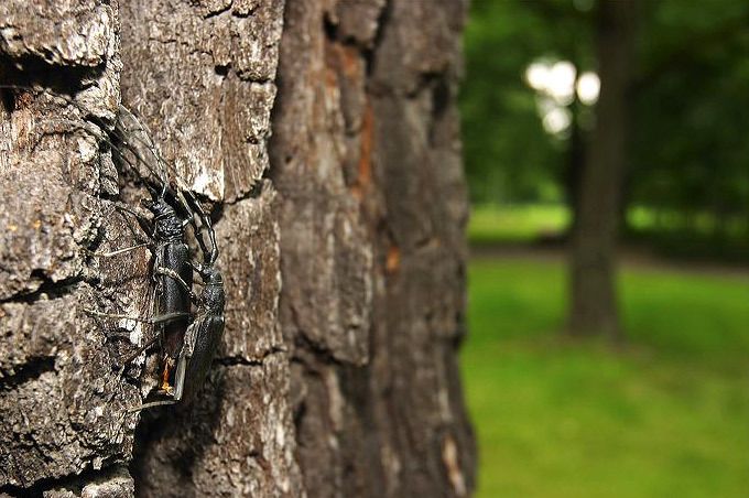 Eichenheldbock (Cerambyx cerdo)