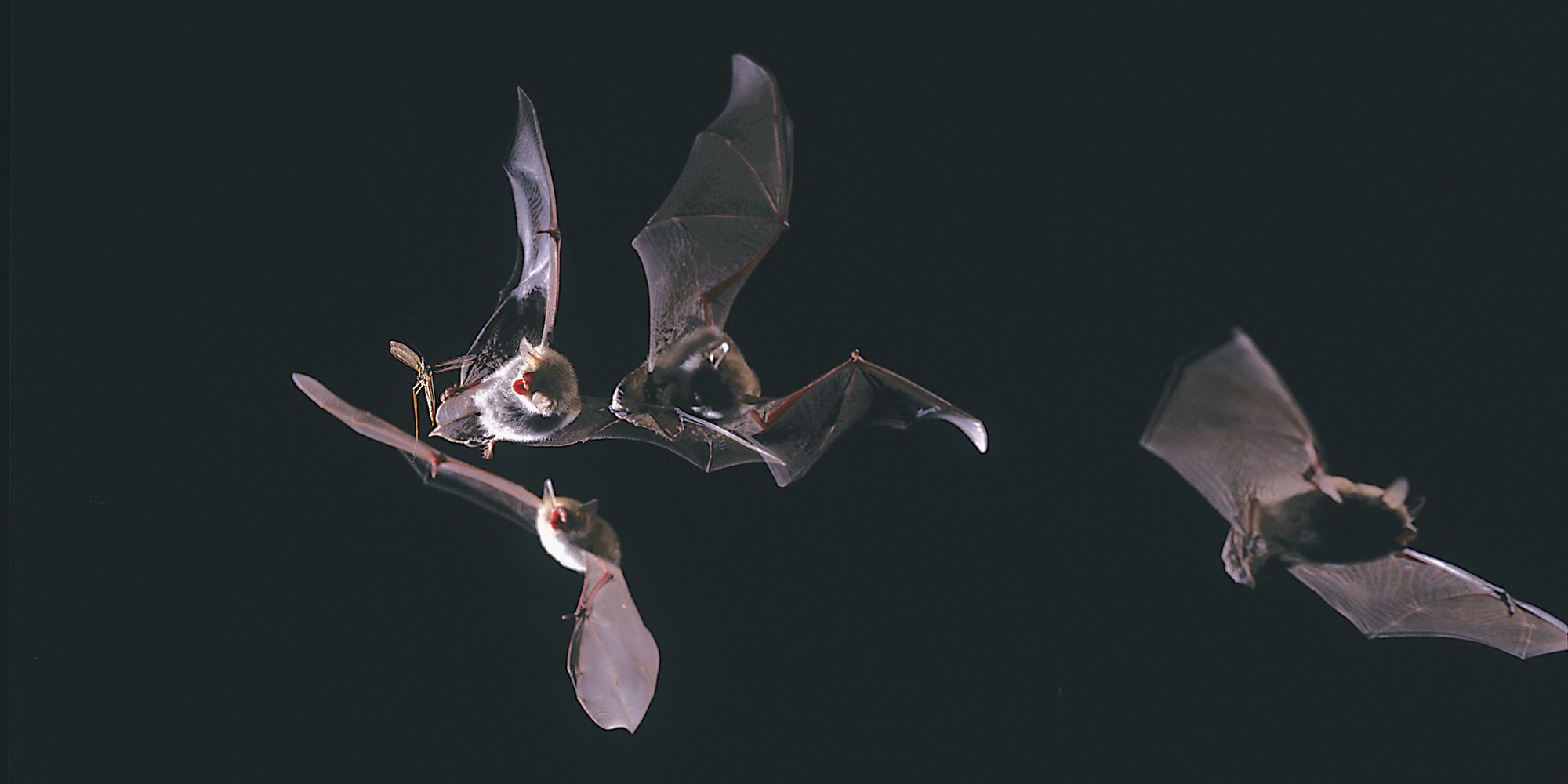 Fransenfledermäuse (Myotis nattereri) (Bild: Dietmar Nill / linnea images)