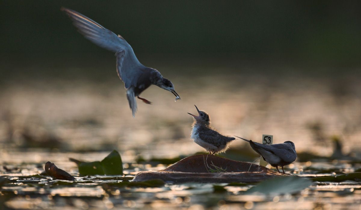 Trauerseeschwalben (Bild: Florian Möllers)