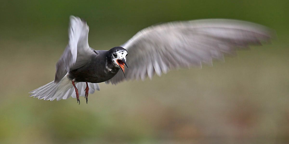Trauerseeschwalbe (Chlidonias niger) (Bild: Florian Möllers)