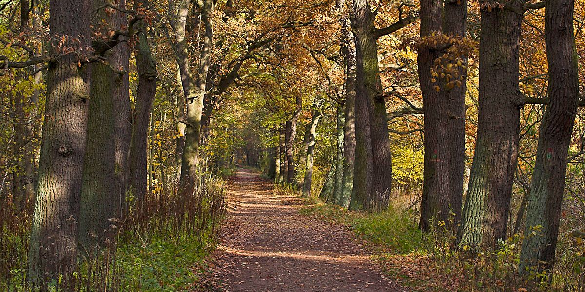 NATURA 2000-Gebiet Spandauer Forst, Alteichenbestand