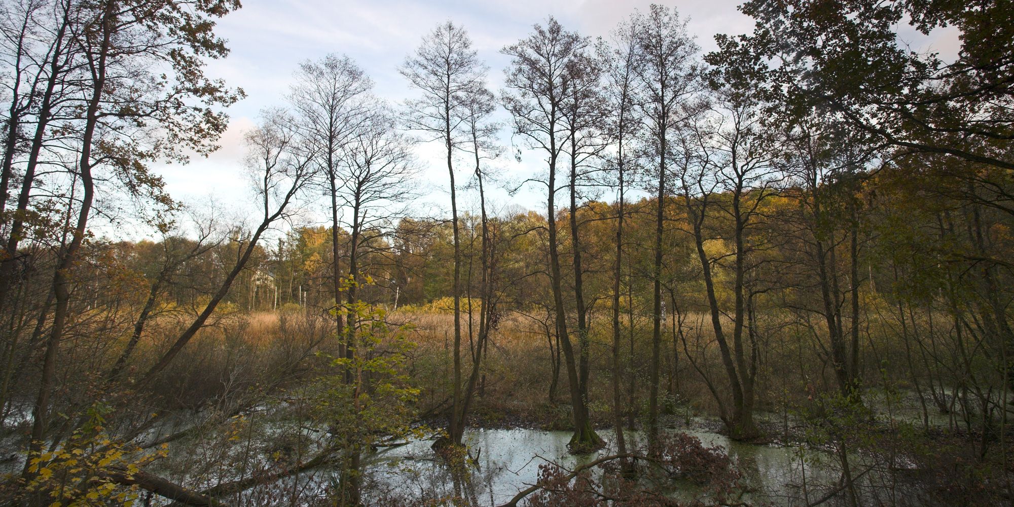 Fließwiese Ruhleben (Bild: Florian Möllers)