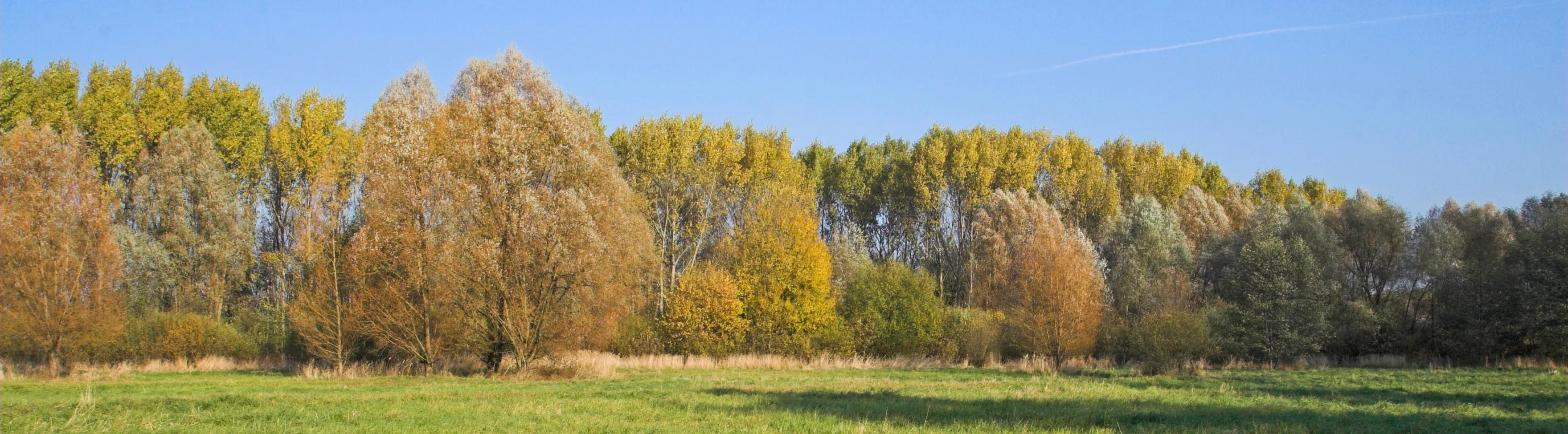 NSG Wartenberger / Falkenberger Luch, Falkenberger Luch