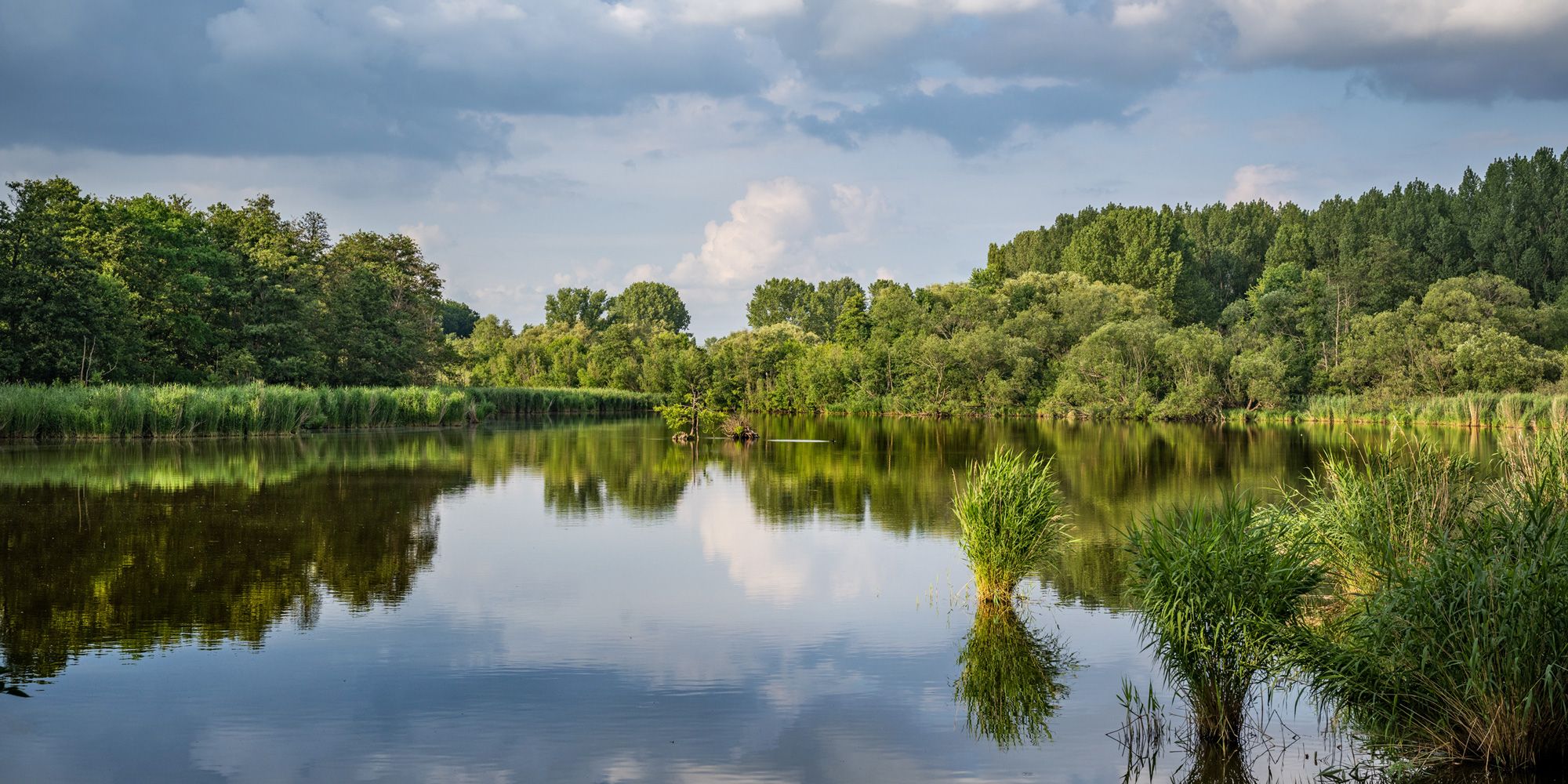 NSG Karower Teiche (Bild: Dagmar Schwelle)