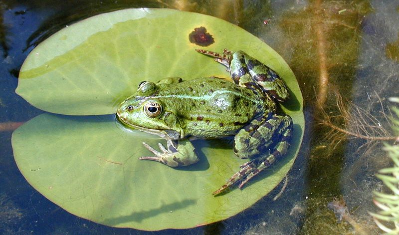 Teichfrosch (Rana kl. esculenta)