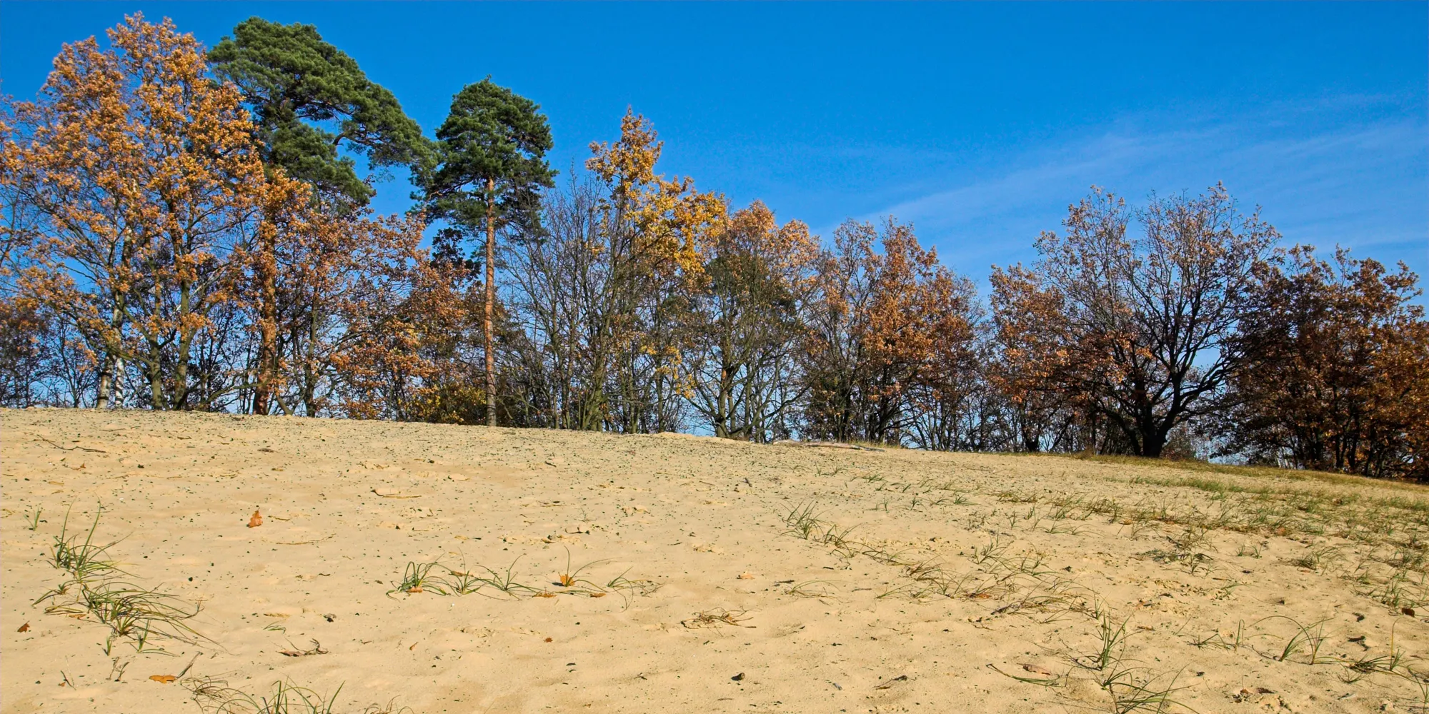 Sand-Segge (Bild: Bruno D'Amicis)