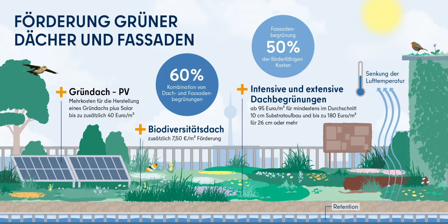 Infografik über Fördermöglichkeiten für Dach- und Fassadenbegrünungen, Gründach – PV und Biodiversitätsdächer (Bild: SenMVKU)