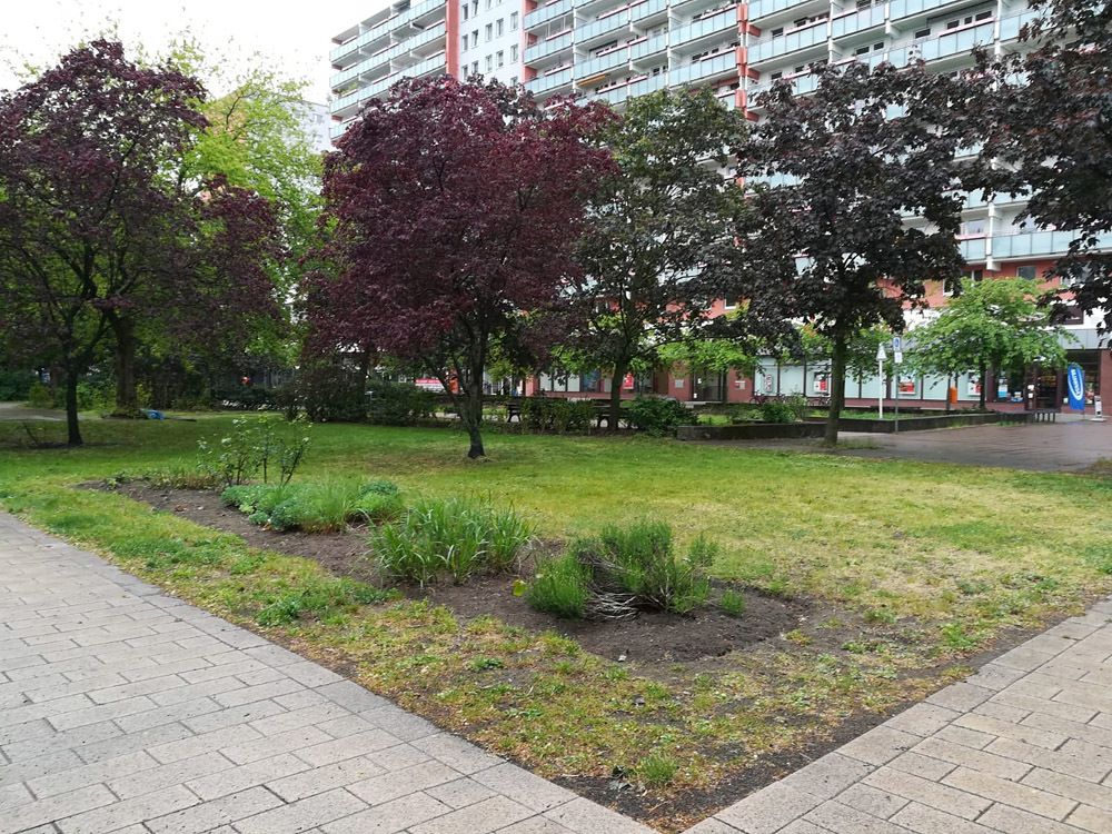 Anton-Saefkow-Platz (Senkgarten) im Mai 2019: Stauden- und Ziersträucherbeet