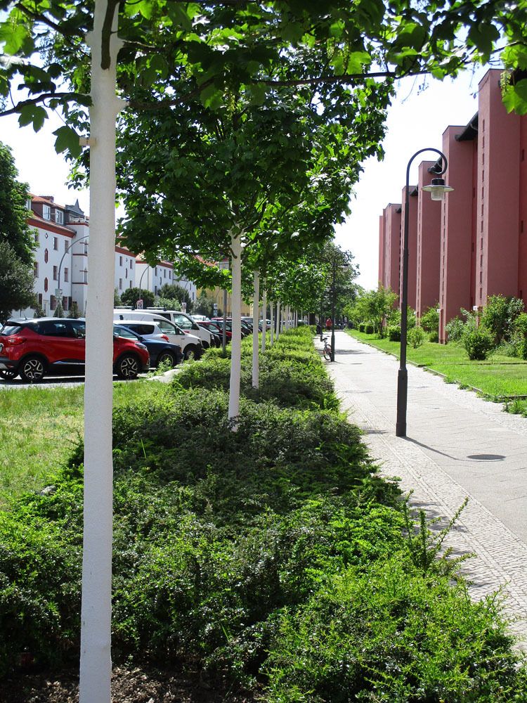 Neu gepflanzte Bäume entlang der Fritz-Reuter-Allee, Mai 2019