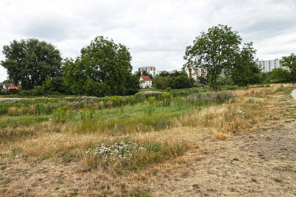 Spektegrünzug im Juli 2018
