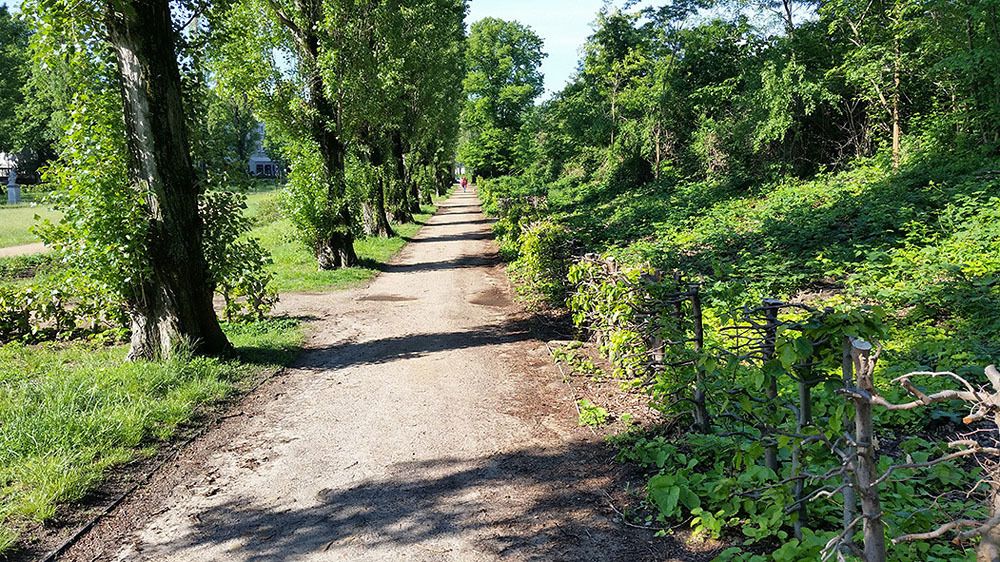 Bernkastler Platz im Mai 2019: Austrieb Buchenhecke nach dem Schnitt
